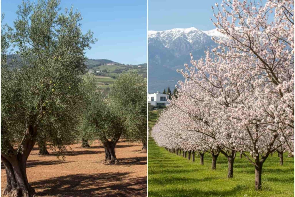 Olivos o Almendros: ¿Cuál es la mejor inversión?
